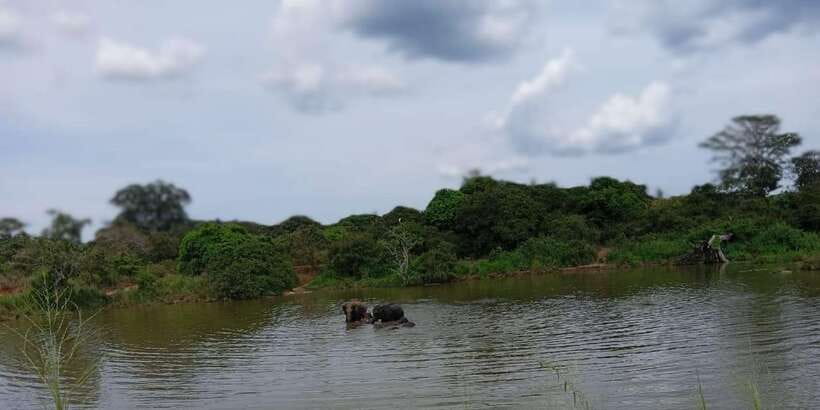 Minneriya National Park Safari - Entrance Fee Included - Other wildlife and photo opportunities