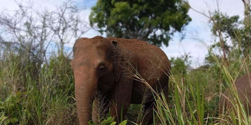 Minneriya National Park Safari - Entrance Fee Included - What the $110 price really covers