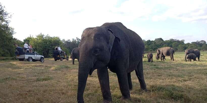 Minneriya National Park Safari - Entrance Fee Included - Private group comfort and practical limits