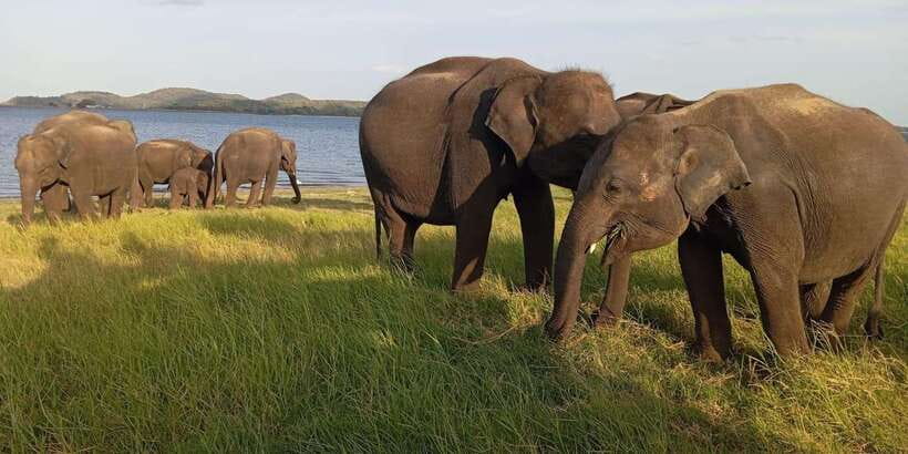 Minneriya National Park Safari - Entrance Fee Included - From your hotel to the park in 30 minutes