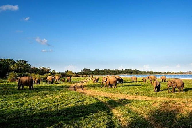 Minneriya National Park Safari from Habarana - Why Minneriya is famous for elephants