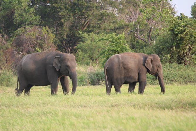 Minneriya National Park Safari from Habarana - The driver can make or break the safari