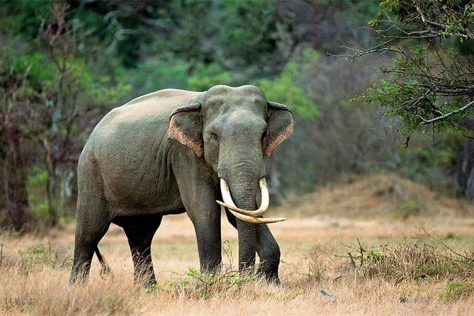 Minneriya National Park Safari from Habarana - Who will enjoy this outing most