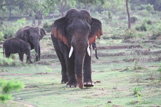 Minneriya National Park Safari from Habarana - Practical details that matter