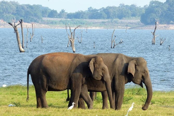 Minneriya National Park Safari from Habarana - Three hours among elephants at Minneriya