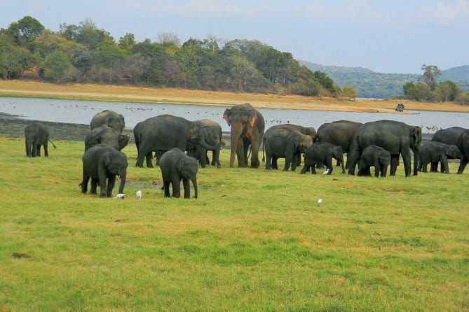 Minneriya National Park Safari | Jeep with Tickets - Key points to know before you book