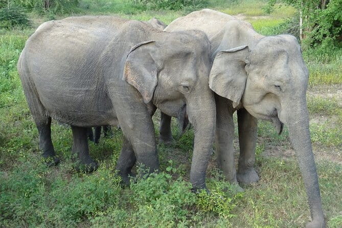 Minneriya National Park Safari | Jeep with Tickets - The wildlife beyond the elephants