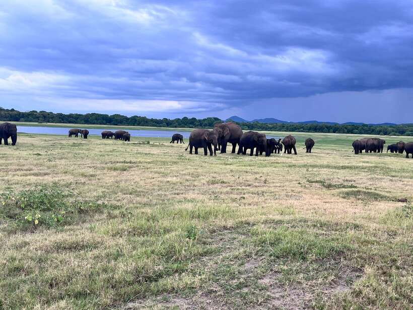 Minneriya National Park : Safari Jeep with Tickets - Who will get the most from this safari