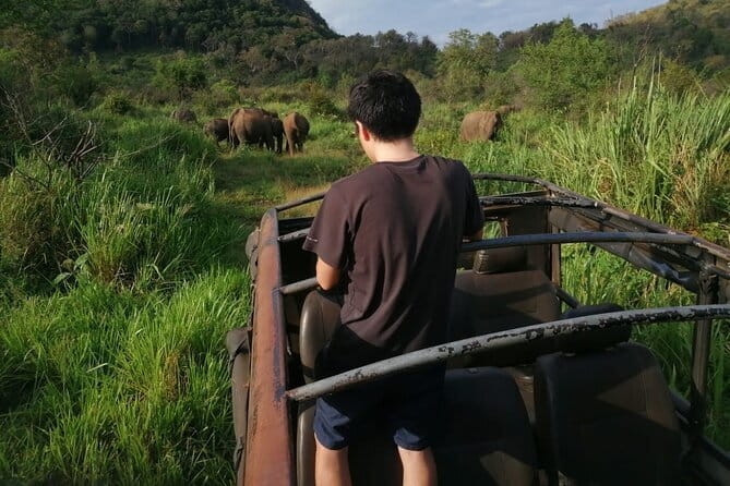Minneriya National Park Safari - Private Jeep with Hotel Pickup - Why Minneriya is one of Sri Lanka’s best elephant outings