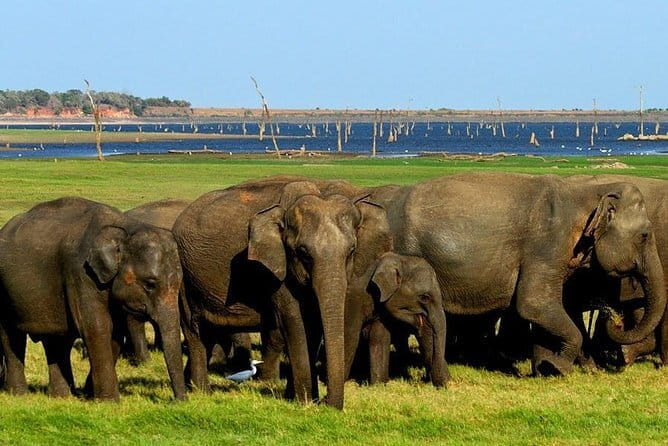 Minneriya National Park Safari - Private Jeep with Hotel Pickup - Wildlife beyond the elephant herds