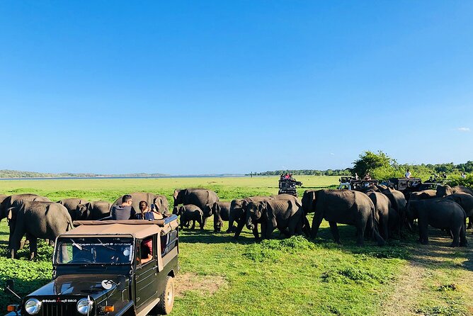 Minneriya National park Safari Sri Lanka - Why Minneriya is worth your morning or afternoon
