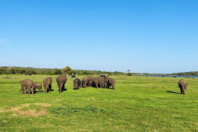 Minneriya National park Safari Sri Lanka - Timing, weather, and what to bring