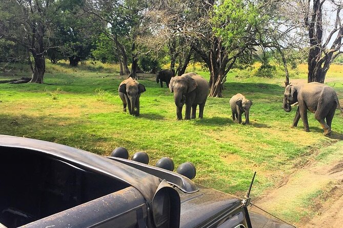 Minneriya National park Safari Sri Lanka - Reaching the park and getting settled