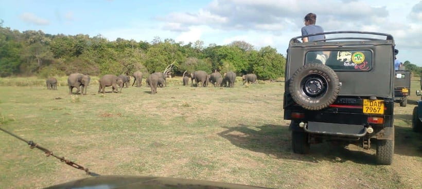 Minneriya National Park Safari - Choosing between the morning and evening drives