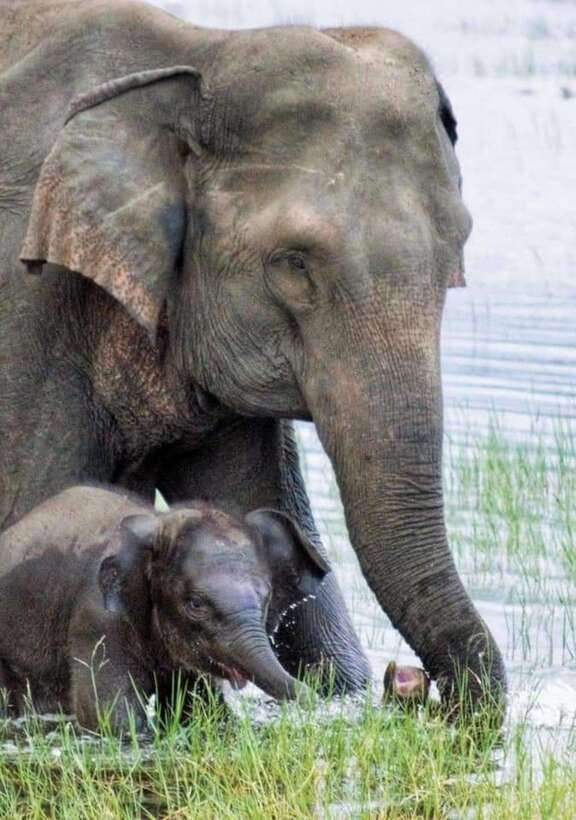 Minneriya National Park Wild Elephant Safari - Private - Morning or afternoon: choose your priority