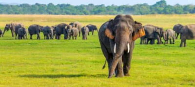 Minneriya National Park Wild Elephant Safari – Private