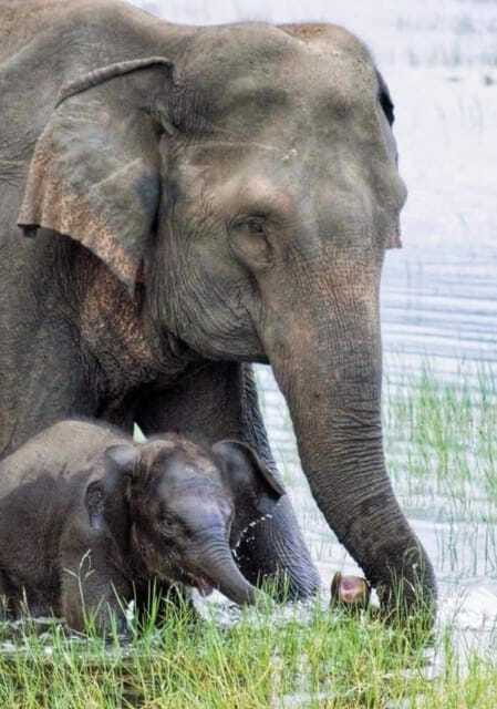Minneriya National Park Wild Elephant Safari - Private - Is $27 a good value?