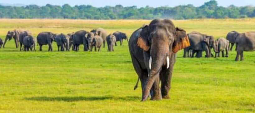 Minneriya National Park Wild Elephant Safari - Private - My verdict: book it if elephants are your priority