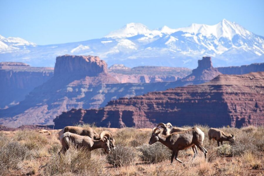 Moab: Canyonlands National Park 4x4 White Rim Tour - What the $337 price includes