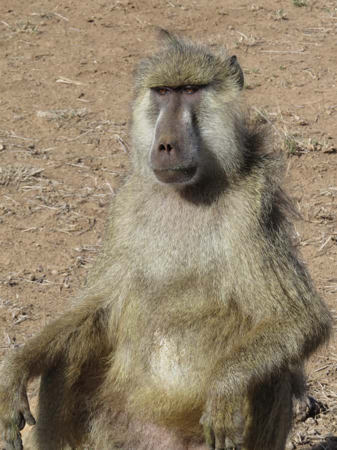 Mombasa: Tsavo East National Park Day Trip with Lunch - Is Tsavo East Worth a Day From Mombasa?
