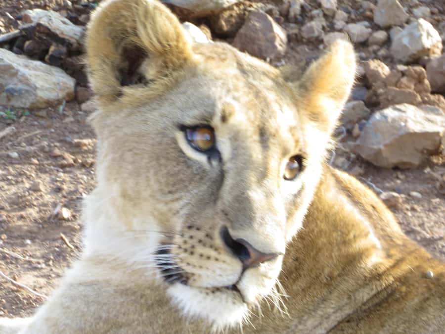Mombasa: Tsavo East National Park Day Trip with Lunch - The Three-Hour Road From the Coast