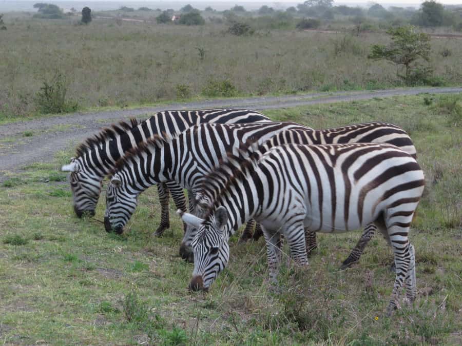 Mombasa: Tsavo East National Park Day Trip with Lunch - Four Hours of Wildlife Viewing