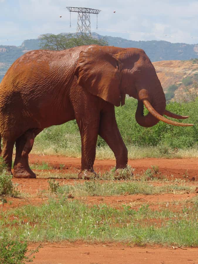 Mombasa: Tsavo East National Park Day Trip with Lunch - The Yatta Plateau and Tsavo’s Red Country