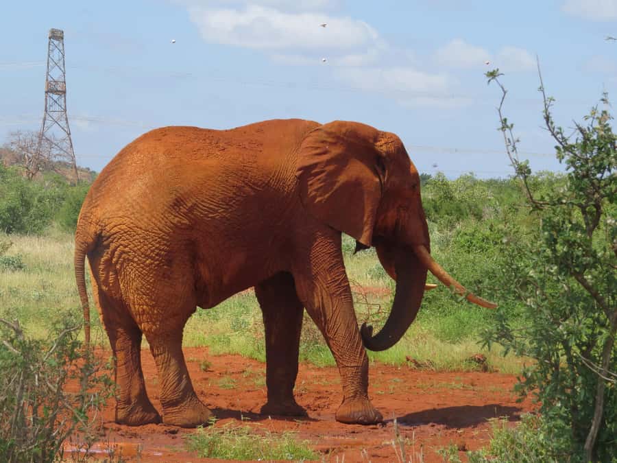 Mombasa: Tsavo East National Park Day Trip with Lunch - Lunch During the Middle of the Safari