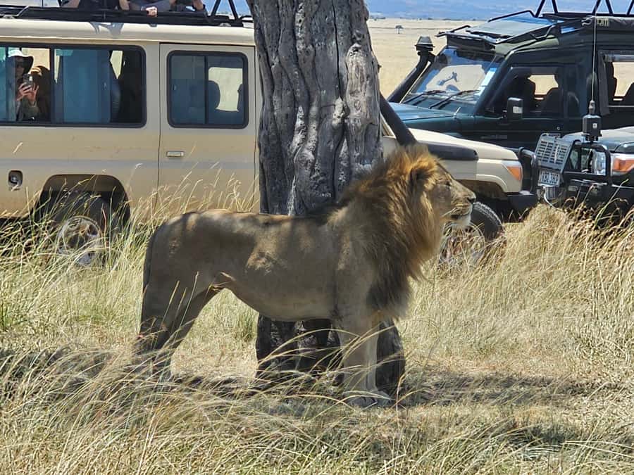 Mombasa: Tsavo East National Park Day Trip with Lunch - Comfort, Safety, and Who Should Skip It
