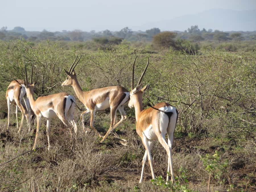 Mombasa: Tsavo East National Park Day Trip with Lunch - Should You Book This Tsavo East Day Trip?