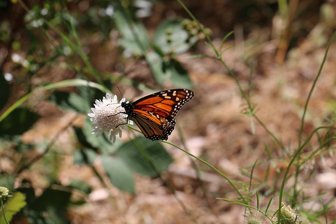 Morialta Wilderness and Wildlife Hike - The physical side: six kilometers on uneven ground