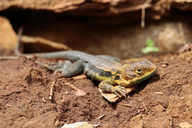 Morialta Wilderness and Wildlife Hike - Who will enjoy this Morialta hike most