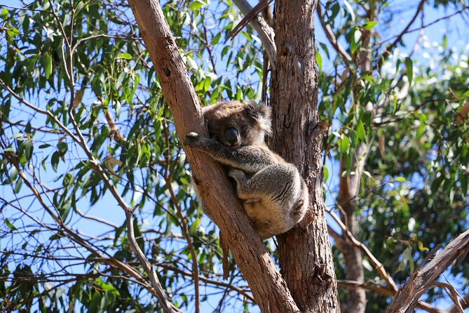 Morialta Wilderness and Wildlife Hike - Koalas, kookaburras, and small creatures