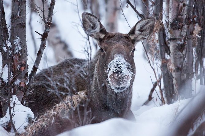 Morning hike in Abisko National Park - The guides make the short walk worthwhile