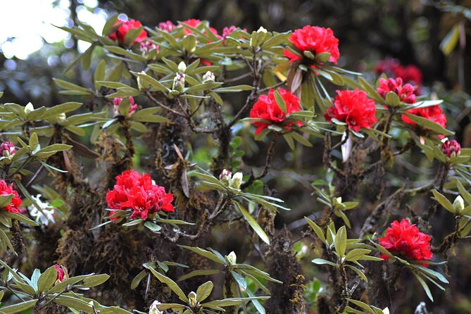 Mount Doi Inthanon National Park Sunrise and Hiking - Breakfast and a local lunch