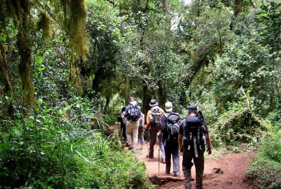 Mount Kilimanjaro National Park Day Trip - Marangu Gate and the start of the trail
