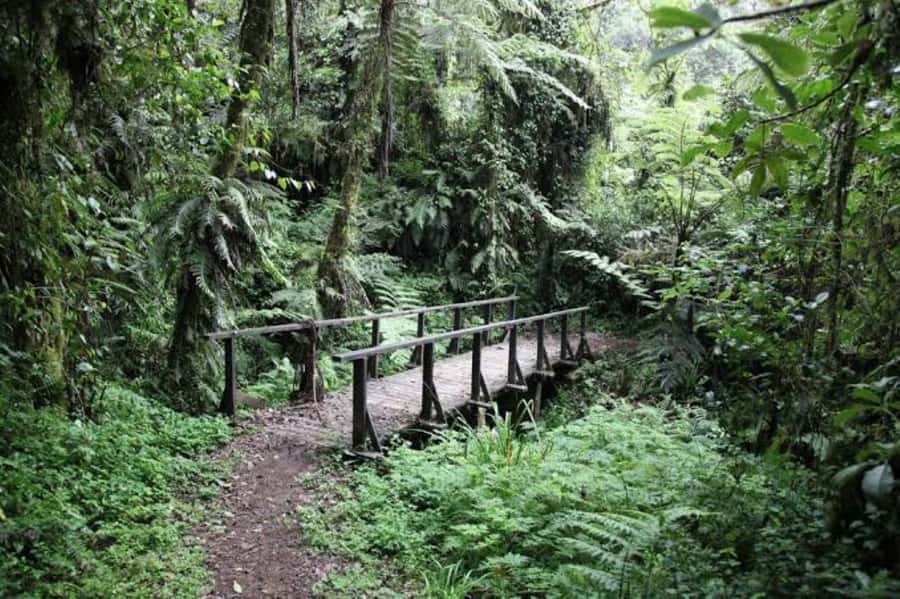 Mount Kilimanjaro National Park Day Trip - The descent to Marangu Gate