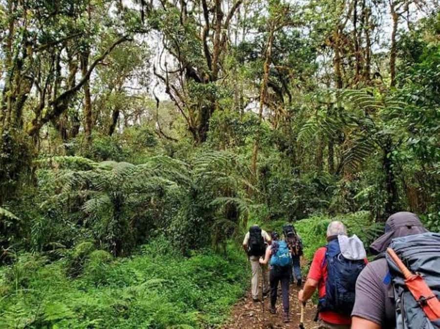 Mount Kilimanjaro National Park Day Trip - Is $405 a fair price?