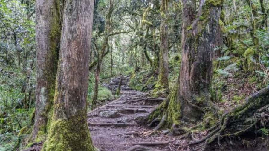 Mount Kilimanjaro National Park Day Trip - Who should book this walk?