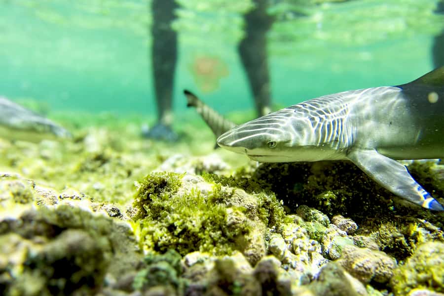 Murdeira: Sal Island Nature Reserve and Fishing Village Tour - Buracona and the Blue Eye