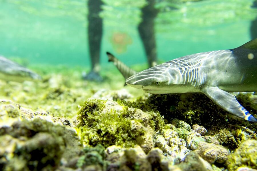 Murdeira: Sal Island Nature Reserve and Fishing Village Tour - My verdict: a strong first day on Sal