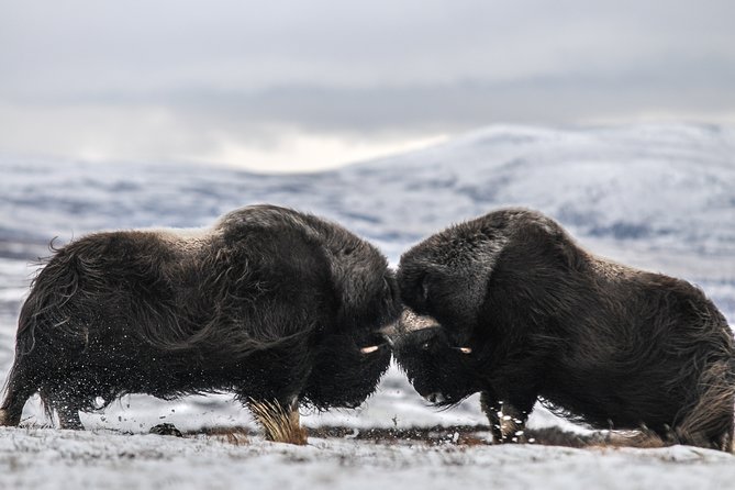 Musk ox Safari in Dovrefjell National Park, Oppdal Safari - Key points at a glance