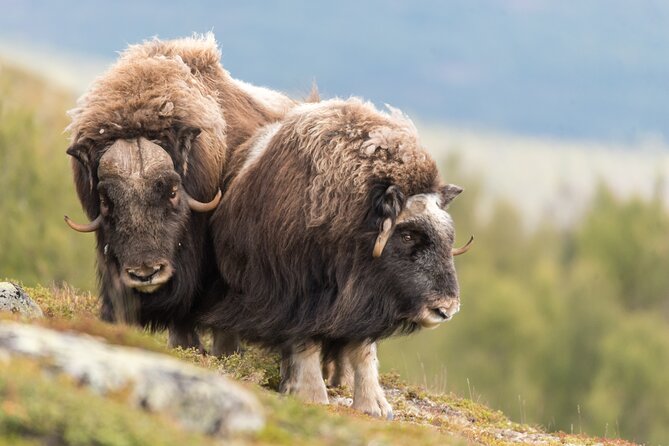 Musk ox Safari in Dovrefjell National Park, Oppdal Safari - Why Dovrefjell musk ox are worth the effort