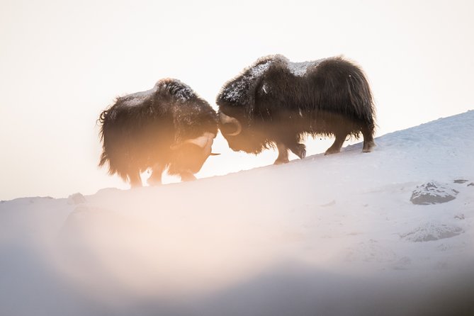 Musk ox Safari in Dovrefjell National Park, Oppdal Safari - Finding the animals at Oppdal Safari
