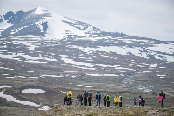 Musk ox Safari in Dovrefjell National Park, Oppdal Safari - Guides who make the walk more than a search