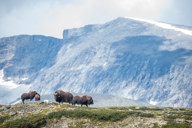 Musk ox Safari in Dovrefjell National Park, Oppdal Safari - How good is the chance of seeing musk ox?