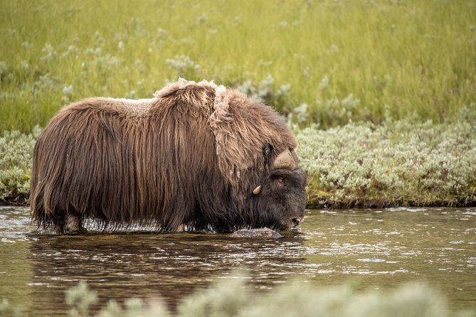 Musk ox Safari in Dovrefjell National Park, Oppdal Safari - Price, group size, and overall value