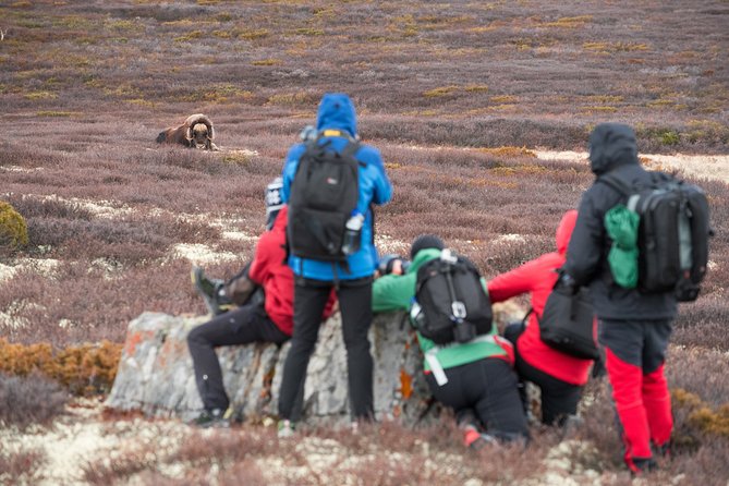 Musk ox Safari in Dovrefjell National Park, Oppdal Safari - The hike through Dovre-Sunndalsfjella National Park