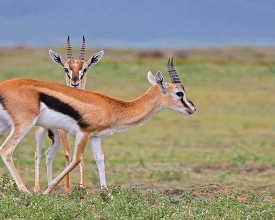 Nairobi: 2-Day Amboseli National Park Safari - Key points at a glance