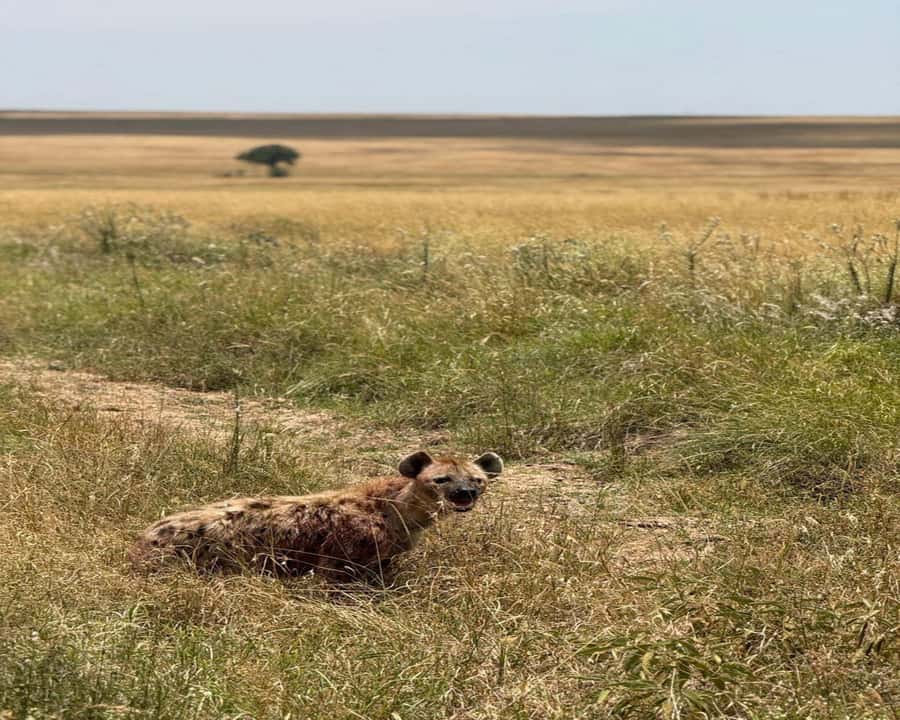 Nairobi: 2-Day Amboseli National Park Safari - Why Amboseli is a smart short safari from Nairobi